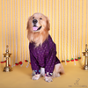 The Papaw Cartel Indian Motif Embroidered Kurta for Dogs & Cats (Purple Paisley) Both-Clothing & Accessories The Papaw Cartel Dropship