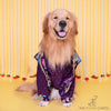 The Papaw Cartel Embroidered Motif Jacket Style Koti Kurta for Dogs & Cats (Purple Paisley) Both-Clothing & Accessories The Papaw Cartel Dropship