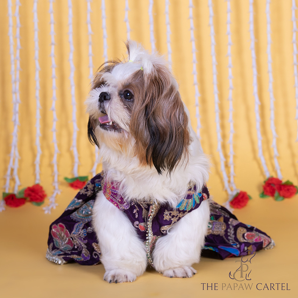 The Papaw Cartel Motif Embroidered Lehenga Choli for Dogs & Cats (Purple Paisley) Both-Clothing & Accessories The Papaw Cartel Dropship