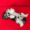 Zippy Paws Raccoon Jigglerz Plush Toy for Dogs Dogs-Toys Zippy Paws