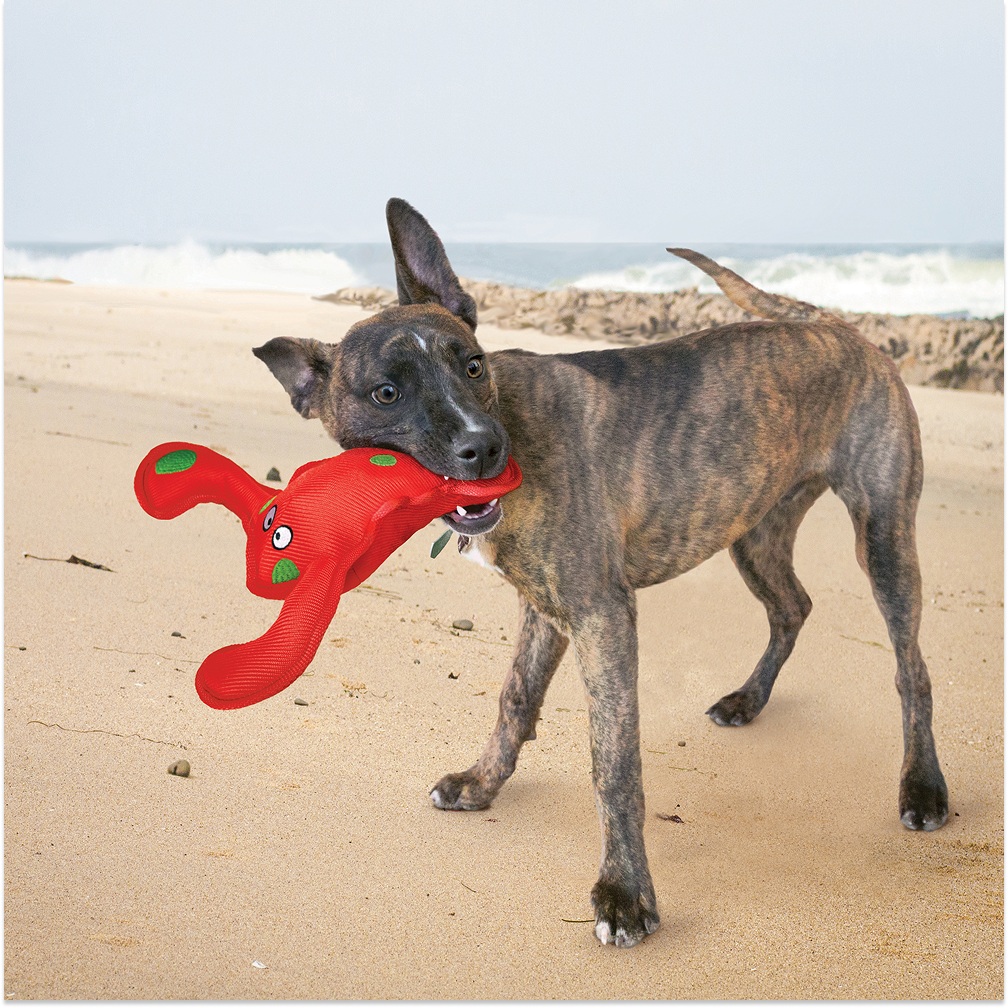Kong Belly Flops Lobster Toy for Dogs Dogs-Toys Kong