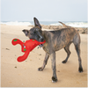 Kong Belly Flops Lobster Toy for Dogs Dogs-Toys Kong