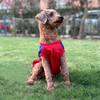 Pets Way Royal Canines Bengaluru Team Jersey Vest for Dogs | Indian Pet League Dogs-Clothing & Accessories Pets Way Dropship
