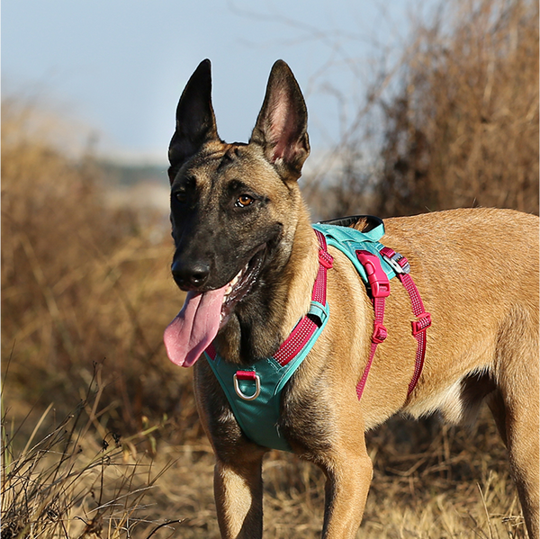 Truelove Escape proof harness for Dogs (Vibrant Orange)