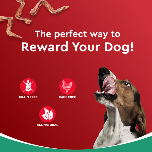 Drools Dehydrated Real Chicken Wing Chews Treat for Dogs
