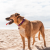 Red Dingo Classic Collar for Dogs (Purple) Dogs-Collar, Leashes, harnesses Red Dingo Dropship