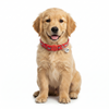 Basil Printed Collar for Cats & Puppies (Red) Both-Collar, Leashes, harnesses Basil