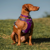 Red Dingo Classic Collar for Dogs (Purple) Dogs-Collar, Leashes, harnesses Red Dingo Dropship