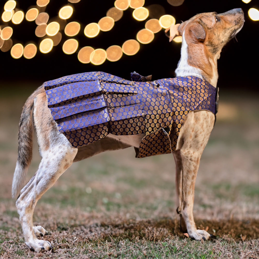 Skatrs Brocade Gold Printed Dress for Dogs and Cats (Blue) Both-Clothing & Accessories Skatrs
