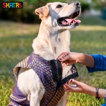 Skatrs Brocade Gold Printed Sherwani for Dogs and Cats (Blue)