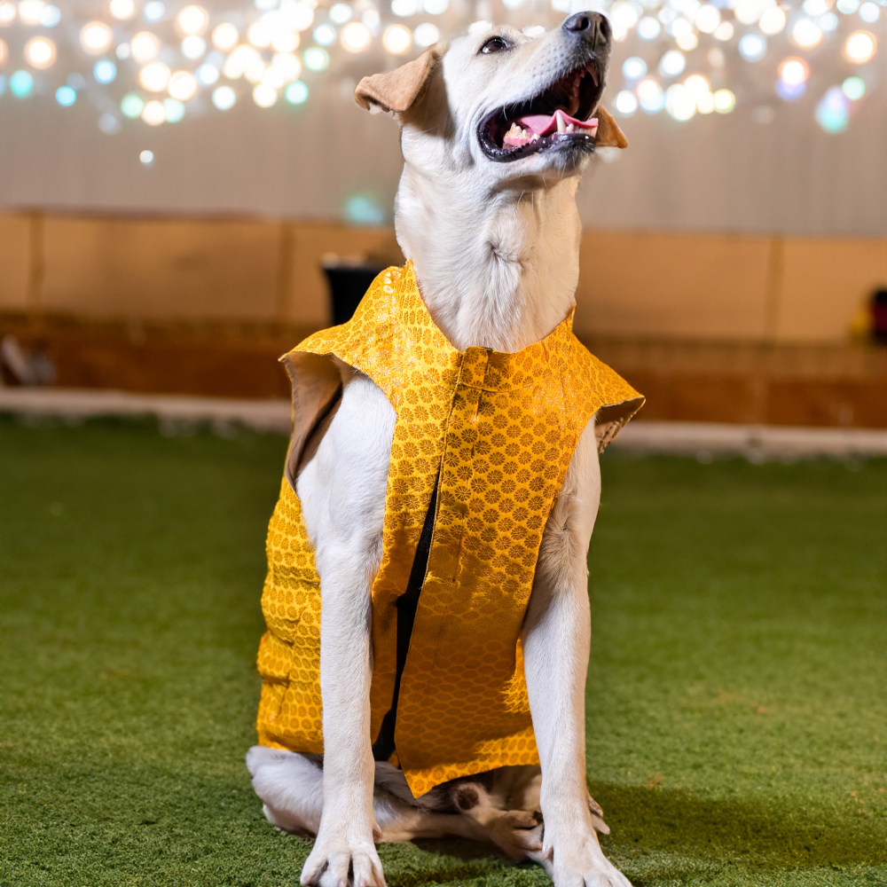Skatrs Brocade Gold Printed Sherwani for Dogs and Cats (Yellow) Both-Clothing & Accessories Skatrs XS