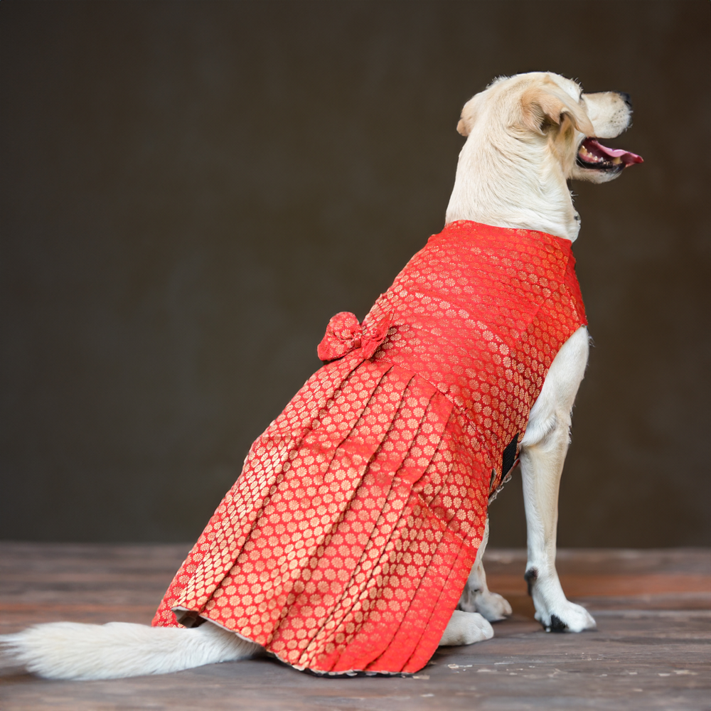 Skatrs Brocade Gold Printed Dress for Dogs and Cats (Red)