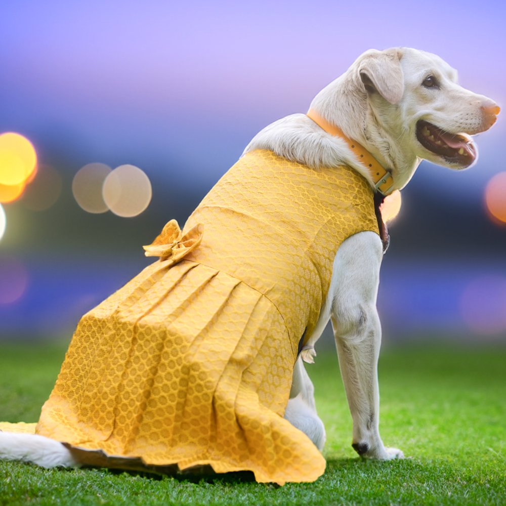 Skatrs Brocade Gold Printed Dress for Dogs and Cats (Yellow) Both-Clothing & Accessories Skatrs