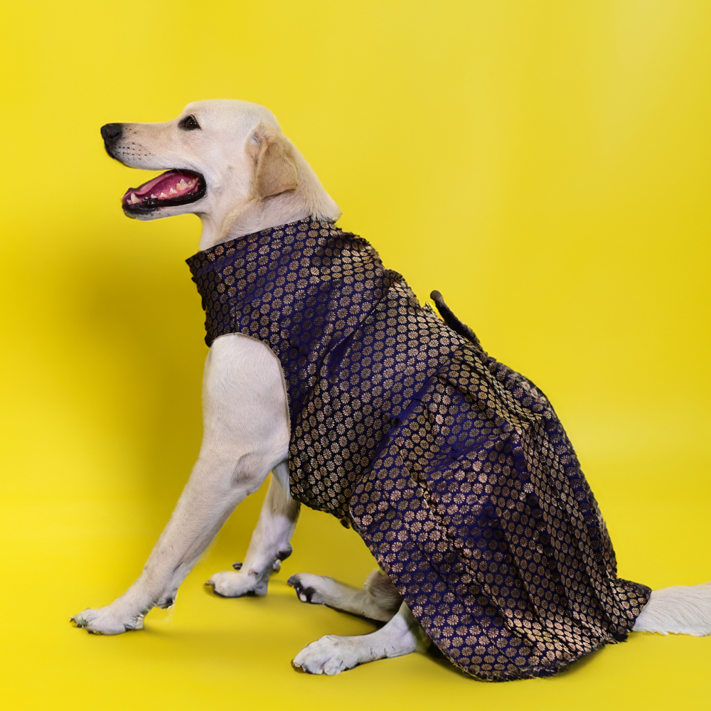 Skatrs Brocade Gold Printed Dress for Dogs and Cats (Blue) Both-Clothing & Accessories Skatrs
