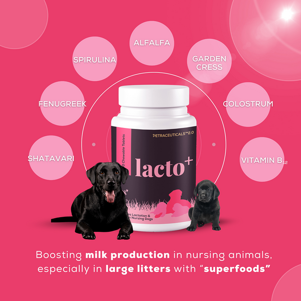 Venttura Lacto Plus Milk Boosters Chewable Tablets for Dogs