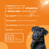 Venttura Nutri Plus Pro Multi Vitamin Chewable Tablets for Dogs Both-Health & Wellness Venttura