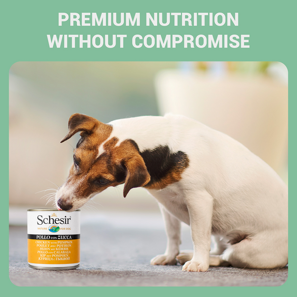 Schesir Chicken & Rice with Pumpkin in Jelly Dog Wet Food