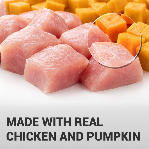Schesir Chicken & Rice with Pumpkin in Jelly Dog Wet Food
