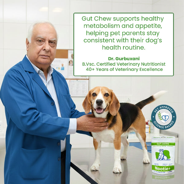 Nootie+ Digestive & Probiotic Gut Chew Supplement for Dogs