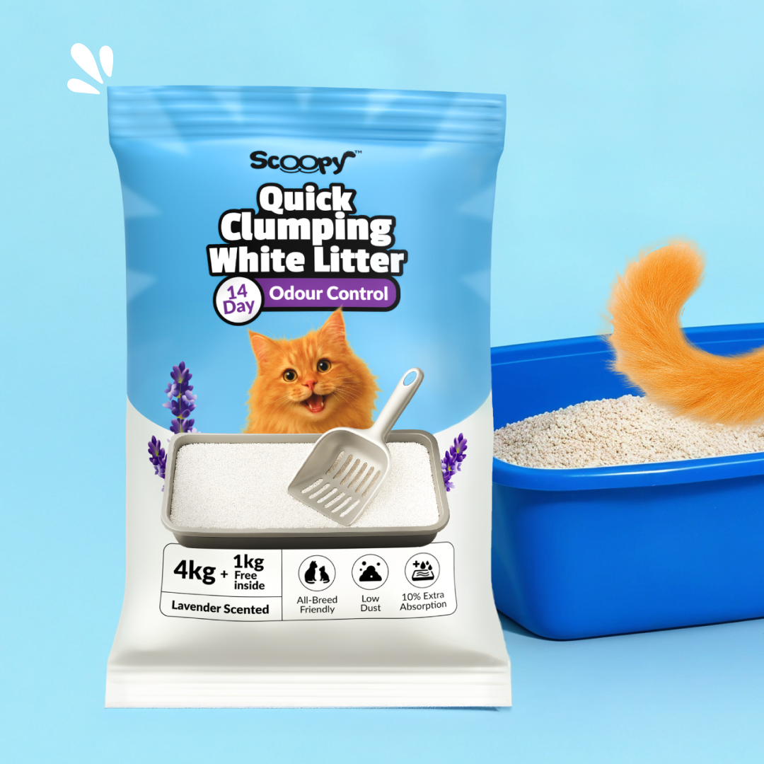 Scoopy Cat Litter | Lavender Scented | Quick Clumping | 100% Natural Bentonite White Sand Rewards Cats-Litter Scoopy 5kg