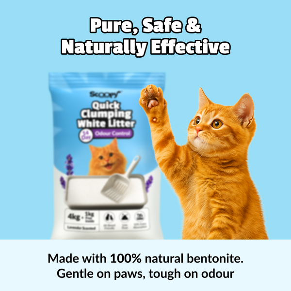 Scoopy Cat Litter | Lavender Scented | Quick Clumping | 100% Natural Bentonite White Sand (Buy 1 Get 1)