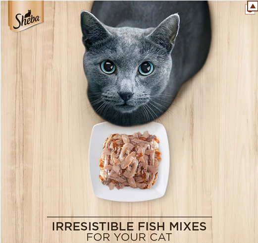 Sheba Fish with Sasami Premium Cat Wet Food and Sheba Chicken Flavour Irresistible All Life Stage Cat Dry Food Combo Exclusive Combo Sheba