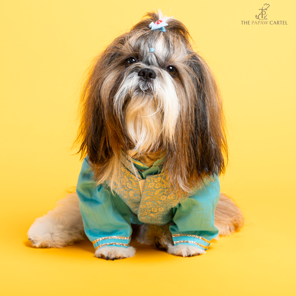 The Papaw Cartel Neemzari Koti Kurta for Dogs (Sky Blue) Dogs-Clothing & Accessories The Papaw Cartel Dropship