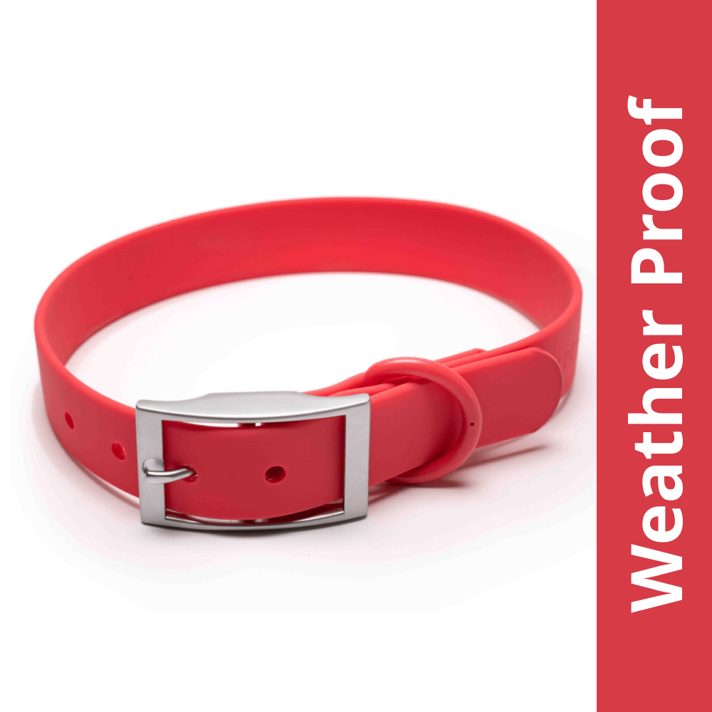Furry & Co Weatherproof Collar for Dogs (Coral Red) Dogs-Collar, Leashes, harnesses Furry & Co M:11-15in Neck