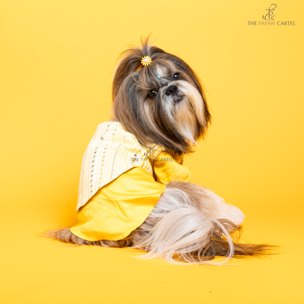 The Papaw Cartel Sunrise Koti Kurta Set with Mirror Embroidery for Dogs (Yellow)