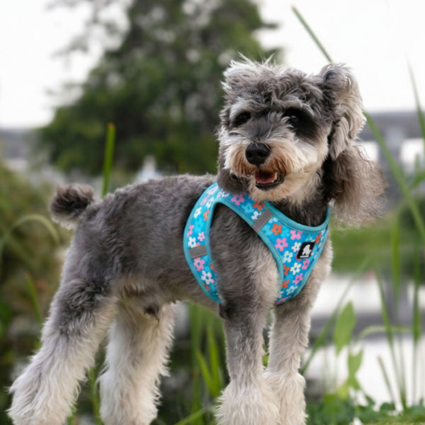 Truelove Floral Harness for Small & Medium Dogs (Black)