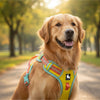 Truelove No Pull Cordura Harness for Dogs (Blazing Yellow) Both-Collar, Leashes, harnesses Truelove