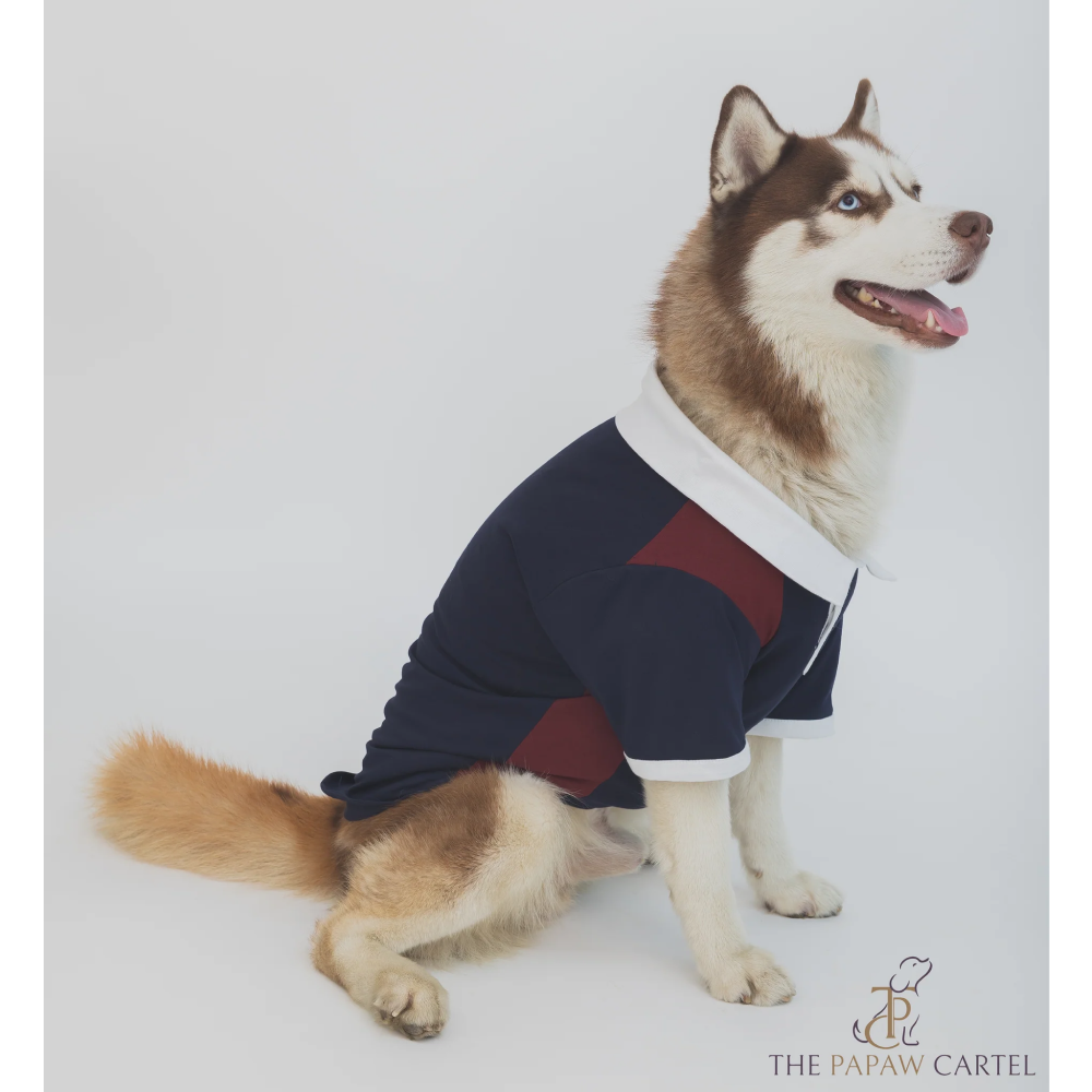 The Papaw Cartel Multi Color Golf Polo Tshirt for Dogs (Blue/Maroon) Dogs-Clothing & Accessories The Papaw Cartel Dropship S