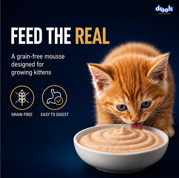 Drools Chicken Mousse Kitten Cat Wet Food