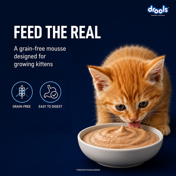 Drools Ocean Fish Mousse Kitten Cat Wet Food