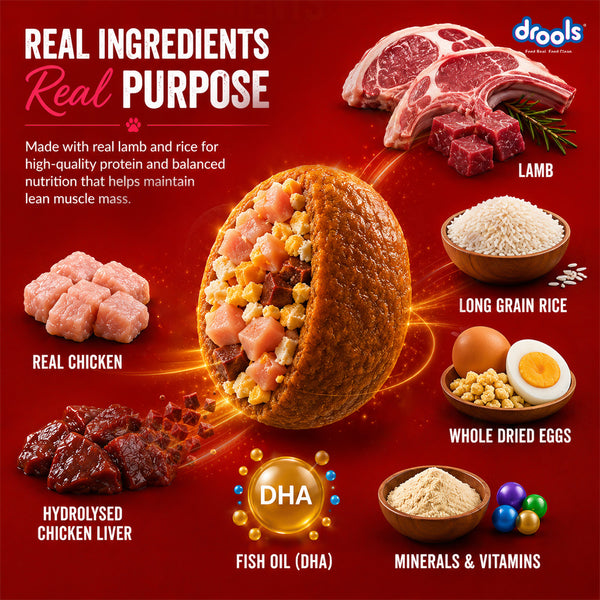 Drools Lamb and Rice Adult Dog Dry Food