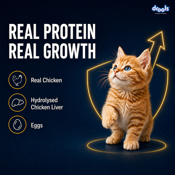 Drools Chicken Mousse Kitten Cat Wet Food