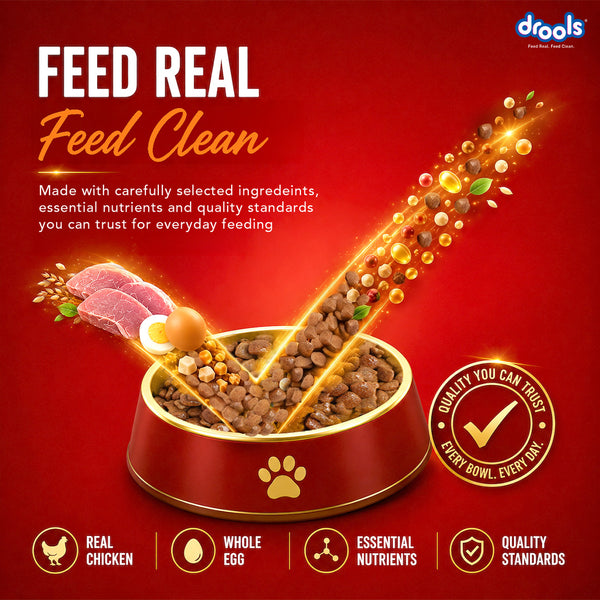 Drools Turkey and Pumpkin Adult Dog Dry Food