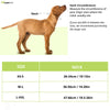 Tommy Hilfiger Webbing Collar for Dogs (Yellow)