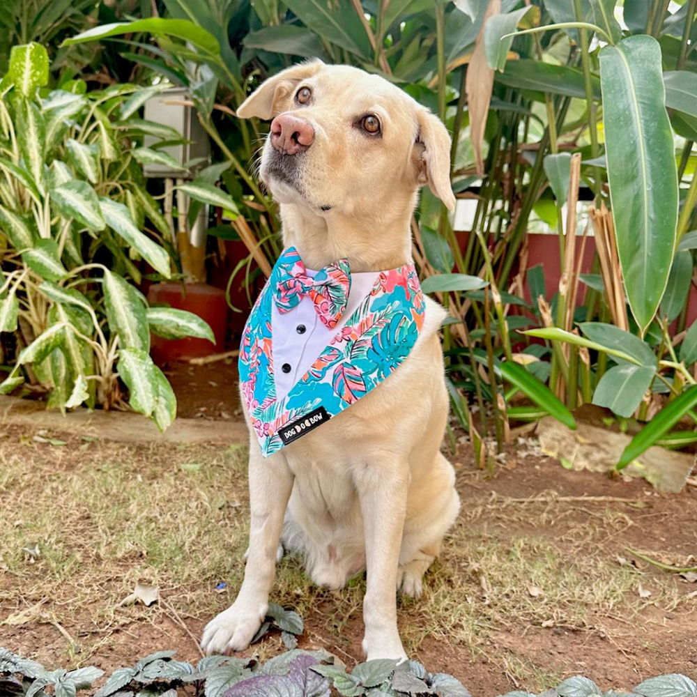 Dogobow Tropicana Print Tuxedo Bandana for Dogs (Blue) Dogs-Clothing & Accessories Dogobow Dropship