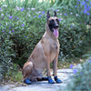 Truelove Pet Boots for Dogs (Purple) Dogs-Clothing & Accessories Truelove