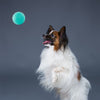 Zippy Paws ZippyTuff Waggle Ball Plush Toy for Dogs Dogs-Toys Zippy Paws