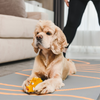 Squeeezys Latex Warthog Squeaky Chew Toy for Dogs (Orange) Dogs-Toys Squeeezys