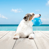 Barkbutler x Fofos Ocean Whale Squeaky Chew Toy for Dogs Dogs-Toys Barkbutler