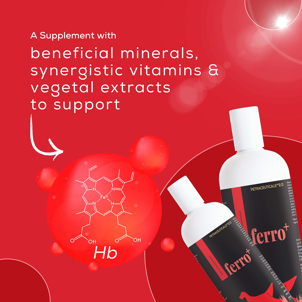 Venttura Ferro Plus Iron Supplements Syrup for Dogs Both-Health & Wellness Venttura