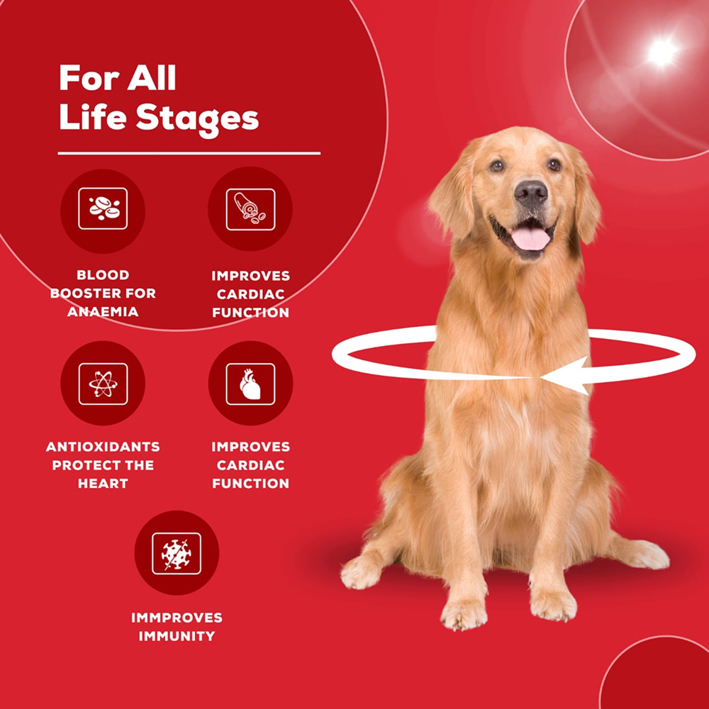 Venttura Ferro Plus Iron Supplements Syrup for Dogs Both-Health & Wellness Venttura