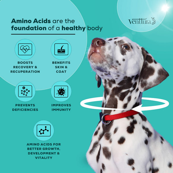 Venttura Omega 3 Plus Skin & Coat with Amino Plus Syrup for Dogs