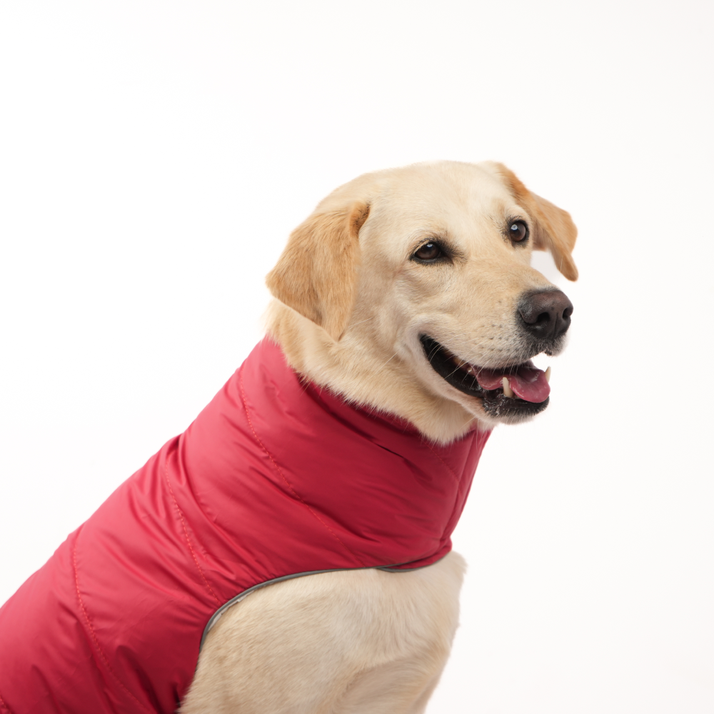 Skatrs Cherry Snuggle Puffer Reversible Jacket for Dogs and Cats Both-Clothing & Accessories Skatrs