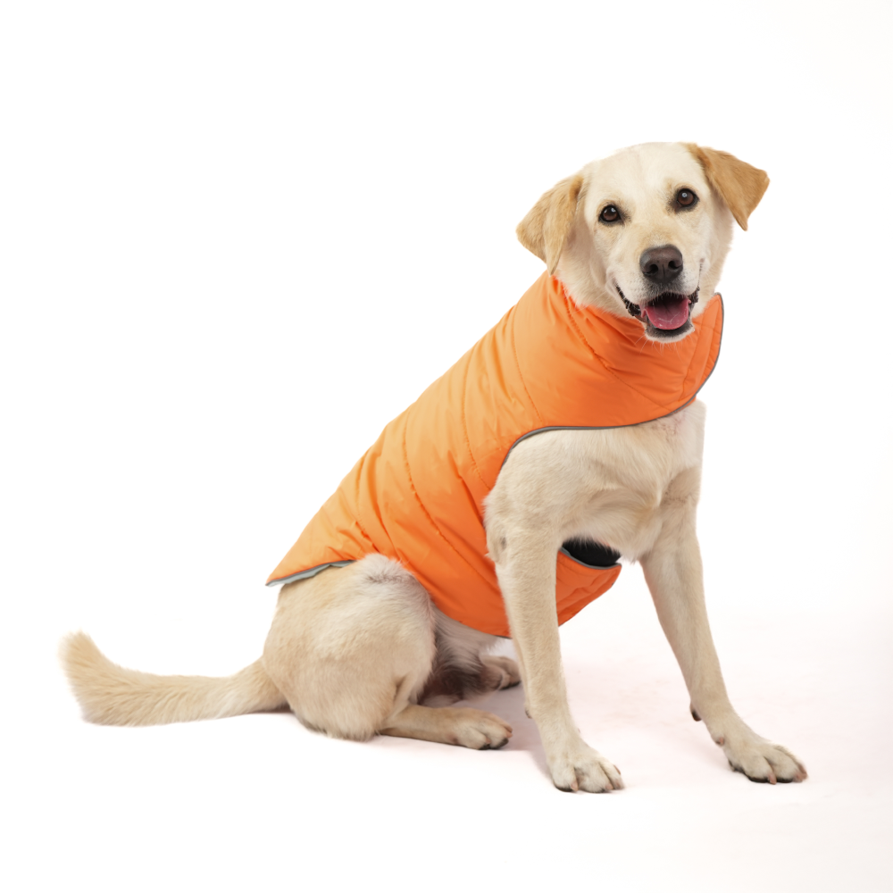Skatrs Firefly Fuzz Puffer Reversible Jacket for Dogs and Cats Both-Clothing & Accessories Skatrs