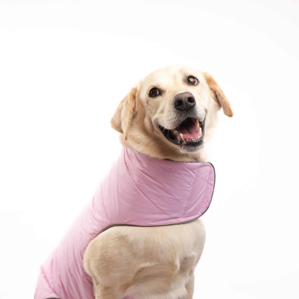 Skatrs Cotton Candy Cuddles Puffer Reversible Jacket for Dogs and Cats