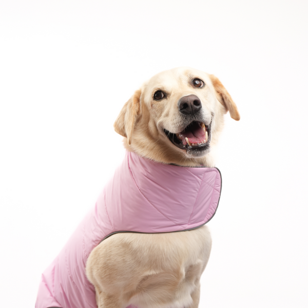 Skatrs Cotton Candy Cuddles Puffer Reversible Jacket for Dogs and Cats